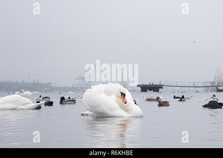 Swan, duck, gulls and bald-coots. Swans, ducks and gulls in the seaport waters on a cloudy winter day Stock Photo