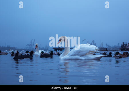 Swan, duck, gulls and bald-coots. Swans, ducks and gulls in the seaport waters on a cloudy winter day Stock Photo