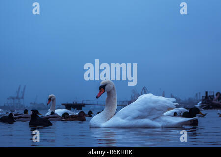 Swan, duck, gulls and bald-coots. Swans, ducks and gulls in the seaport waters on a cloudy winter day Stock Photo