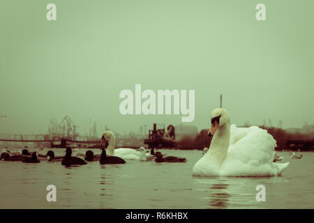 Swan, duck, gulls and bald-coots. Swans, ducks and gulls in the seaport waters on a cloudy winter day Stock Photo