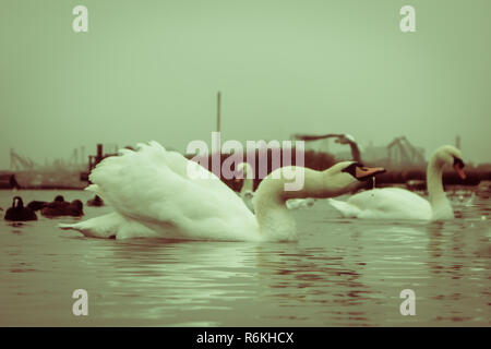 Swan, duck, gulls and bald-coots. Swans, ducks and gulls in the seaport waters on a cloudy winter day Stock Photo