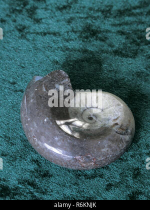 Ammonite Fossil a Type of Extinct Cephalopod Marine Molluscs Stock Photo