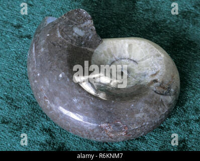 Ammonite Fossil a Type of Extinct Cephalopod Marine Molluscs Stock Photo