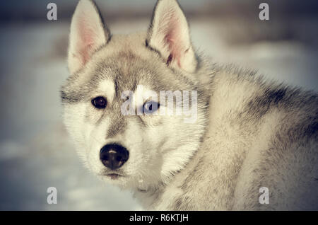 Sad lonely siberian husky dog puppy gray and white closeup in winter outdoors Stock Photo