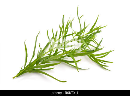 Tarragon (Artemisia dracunculus) Isolated on white background. Stock Photo