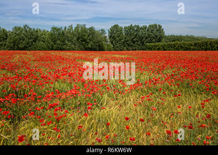 Poppies in the cornfield. Wheat field with poppies near Maubec, Provence, Luberon, Vaucluse, France Stock Photo