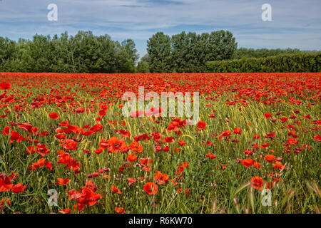 Poppies in a summer cornfield. Wheat field with poppies near Maubec, Provence, Luberon, Vaucluse, France Stock Photo