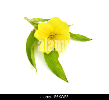 Oenothera flower isolated. Stock Photo