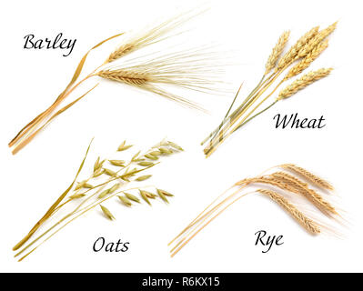 Cereals set isolated on white background. Oats, rye, wheat, barley. Stock Photo