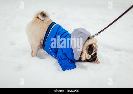 pug winter coat