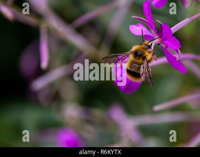 Bumble Bee gathering pollen on a purple flower Stock Photo