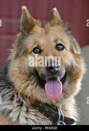 Portrait of German shepherd dog Stock Photo