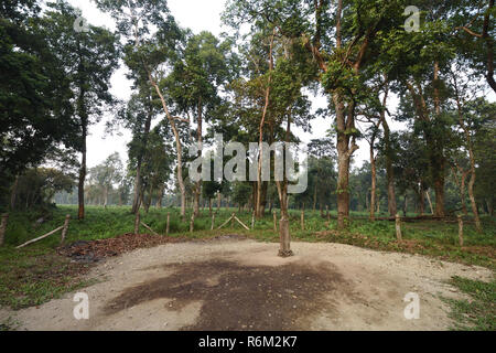 Main Watchtower At The Chilapata Forest Of Jaldapara National Park In ...