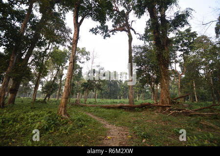 Chilapata Forest Of Jaldapara National Park In Alipurduar District Of ...