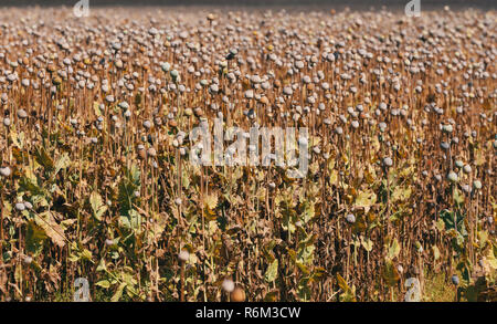 poppy heads on the field Stock Photo