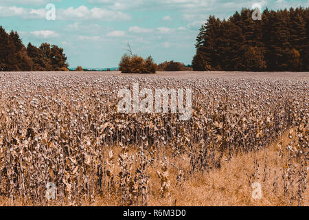 poppy heads on the field Stock Photo