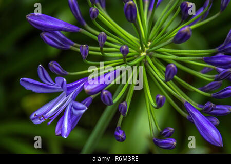 Agapanthus purple cloud, African lily