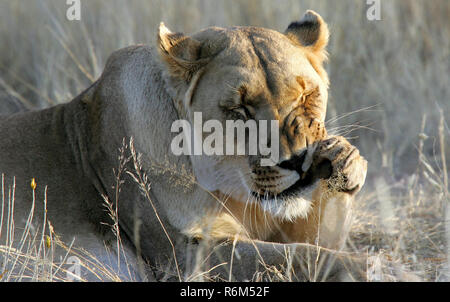 cat wash of a lioness in namibia - colloquially also as a short,not particularly thorough body care Stock Photo