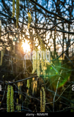 flower of Common hazel (Corylus avellana) in early spring/ Blossoming hazel similar to earrings , sunset light on background/ Branch bush flower Stock Photo