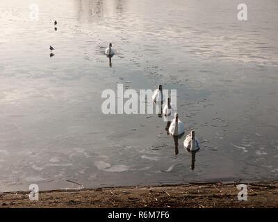 line of mute swans with cygnets family traveling through cold water lake surface outside nature reserve Stock Photo