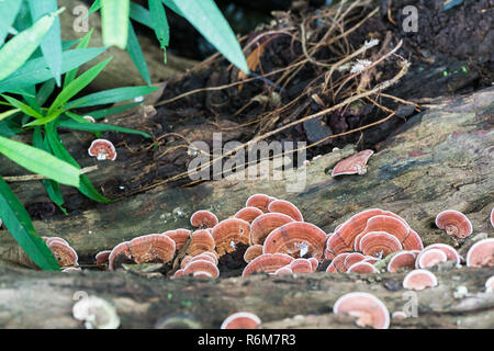 Close up shot of mushroom on wood Stock Photo