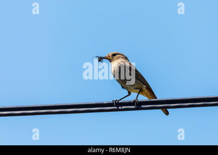 bird Black redstart with insect in beak Stock Photo