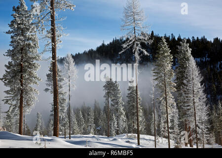 WA15401-00...WASHINGTON - Trees coated with ice gleam in the sunlight after the freezing fog retreats down valley from the summit of Loup Loup Pass. Stock Photo