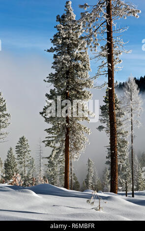 WA15402-00...WASHINGTON - Trees coated with ice gleam in the sunlight after the freezing fog retreats down valley from the summit of Loup Loup Pass. Stock Photo