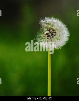 Close up view of partly torn dandelion Stock Photo
