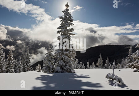 WA15408-00...WASHINGTON - Snow covered trees and sun peaking through the branches of a tree along the summit ridge of Suntop Mountain. Stock Photo