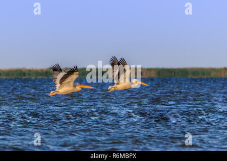 white pelicans in Danube Delta, Romania Stock Photo