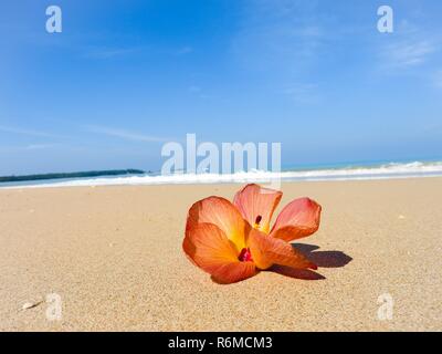 seashell on the beach Stock Photo