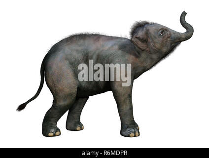 3D Rendering Indian Elephant Baby on White Stock Photo