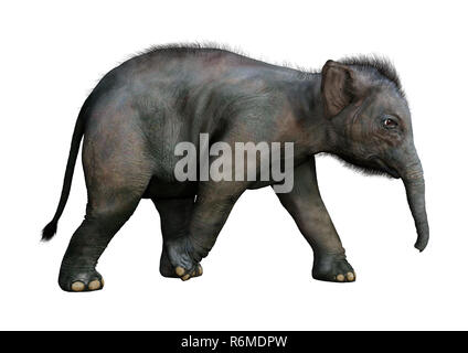 3D Rendering Indian Elephant Baby on White Stock Photo