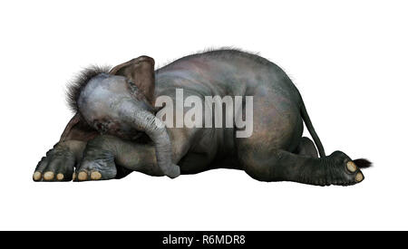 3D Rendering Indian Elephant Baby on White Stock Photo