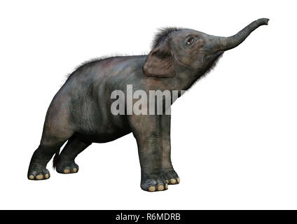 3D Rendering Indian Elephant Baby on White Stock Photo