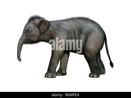 3D Rendering Indian Elephant Baby on White Stock Photo