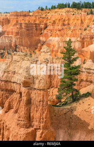 bryce canyon national park,utah: large rock pyramids on the queens garden trail trail with lonely tree Stock Photo