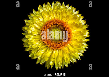 yellow aster flower macro details Stock Photo