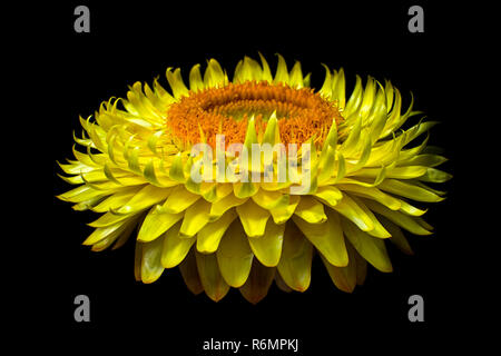 yellow aster flower macro details Stock Photo