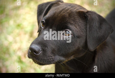 A black, mixed breed puppy tries to catch the attention of a passerby, Jan. 1, 2015, in Coden, Alabama. Stock Photo