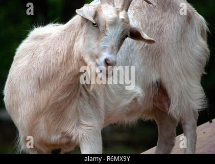 Nilla, a pet pygmy goat, stands on an overturned boat March 29, 2011 at Duke Animal Clinic in Mobile, Alabama. Stock Photo