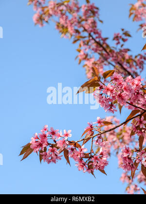 Beautiful pink wild Himalayan cherry blossom in full bloom over blue sky Stock Photo
