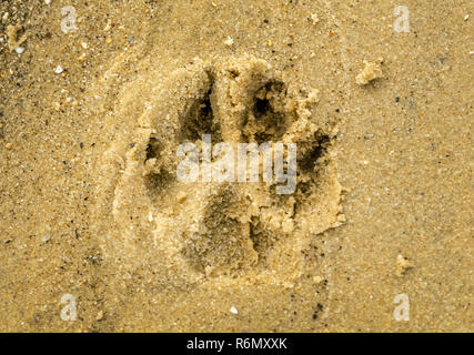 A paw print of an Australian Shepherd dog is seen on the beach on the east end of Dauphin Island in Dauphin Island, Alabama. Stock Photo