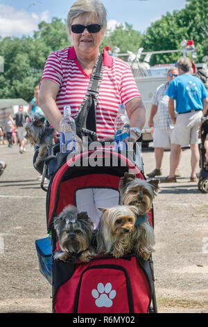 A woman carries her three Yorkshire terriers to the 66th annual Blessing of the Fleet in Bayou La Batre, Alabama, May 3, 2015. Stock Photo