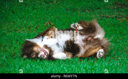 Cowboy, a seven-year-old Australian Shepherd, rolls in the wet grass, May 25, 2015, in Coden, Alabama. Stock Photo