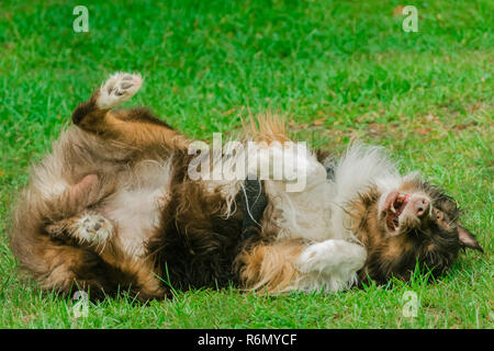 Cowboy, a six-year-old red-tri Australian Shepherd, rolls over in the wet grass during a summer rainstorm in Coden, Alabama, July 19, 2014. Stock Photo