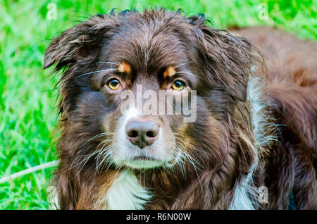 Cowboy, a six-year-old, red tri Australian Shepherd, enjoys an evening outside, Aug. 21, 2014, in Coden, Alabama. Stock Photo