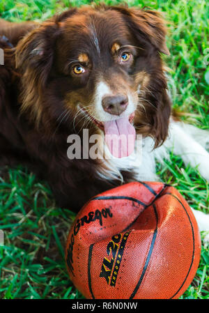 Cowboy, a six-year-old red tri Australian Shepherd, plays outside with a basketball, Oct. 5, 2014, in Coden, Alabama. Stock Photo