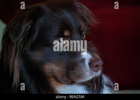 Cowboy, a three-year-old Australian Shepherd, looks out the window in Columbus, Mississippi. on Feb. 5, 2011. Stock Photo